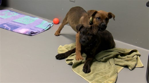 PG Humane Society has puppies available for adoption
