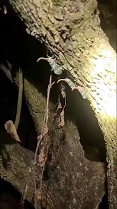 452K views · 10K reactions | Bichos linterna #fypシ #datoscuriosos #SabiasQue #biology #biologia #parati | Polli Padilla | Facebook