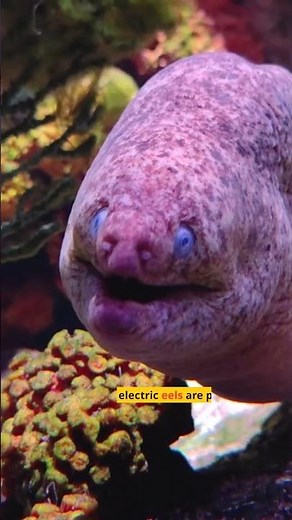 Electric eels can breathe air?👀