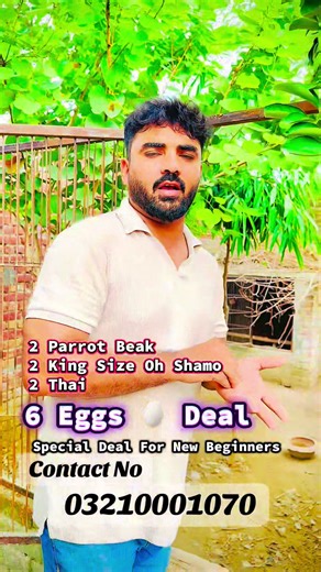 16K views · 590 reactions | Special Deal For New Beginners 6 Eggs Deal 2 Parrot Beak 2 Shamo 2 Thai ka#farminghope #somkit #panis #neckfolding #style #breeder #chicks #dailyvlog #informativecontent #Available #thailand #Very #expensive #bird #kingsizeohshamo #showlinebirds #kholaykandi #pelaburmi #gameraseel #sindiaseel #aseelfighter #manopfarm #parrotbeaklongtailaseels #aseellovers #kosem #burmi #pakoya #Amazing #FightStyle #NotForSale #thai #Makoya #drummer | Farming Hope | Facebook