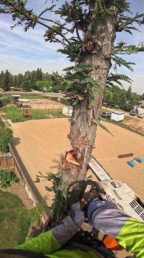 Planting Trees for a Greener Future