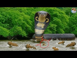 Otter Escapes Death by a Hair’s Breadth After Being Caught by a Python | animal fight