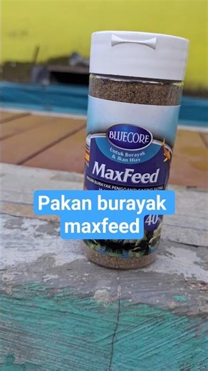 Maxfeed Bluecore fry food | About koi fish | Koi hobbyists in Indramayu
