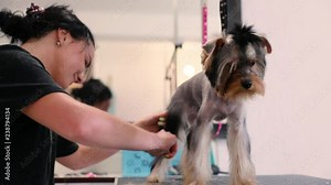 Pet Grooming Salon. Dog Getting Hair Cut At Animal Spa Salon