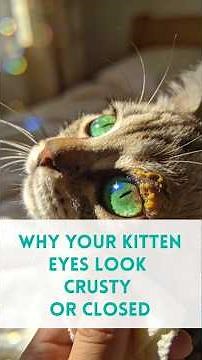 Kitten Eye Problems: Why Their Eyes Look Crusty or Closed.