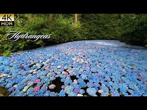 The Blue Sanctuary – Hydrangeas in full bloom 2025. 青の楽園 〜紫陽花が咲き誇る〜