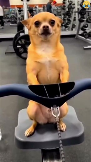 chihuahua in gym 😁 #shorts