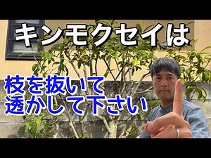 This is the best way to prune! [How to prune Osmanthus]