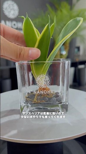 サンスベリアの育て方 #観葉植物 #観葉植物インテリア #サンスベリア