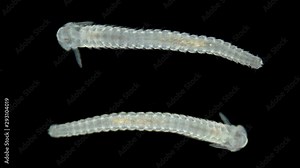 Microscopic Black Sea plankton and zooplankton, late nektoheta larva, Polychaeta worm of the genus Nereis, family Nereididae inhabitant of sea waters, frequent diet of sturgeon