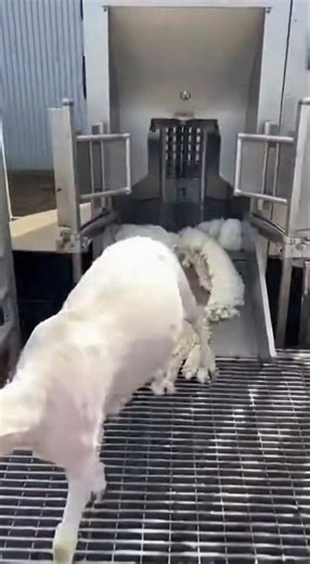 Amazing Agriculturale Technology Boosts Crop Yield Naturally #farming #agriculture #tech