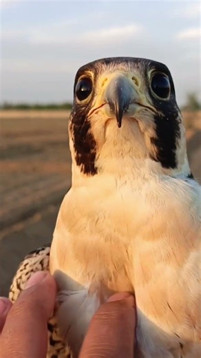 The Predator: Male Peregrine Falcon