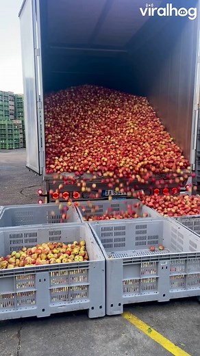 193K views · 1.4K reactions | No wonder they're always bruised  #Apples #Cool #Weird #ViralHog | ViralHog | Facebook