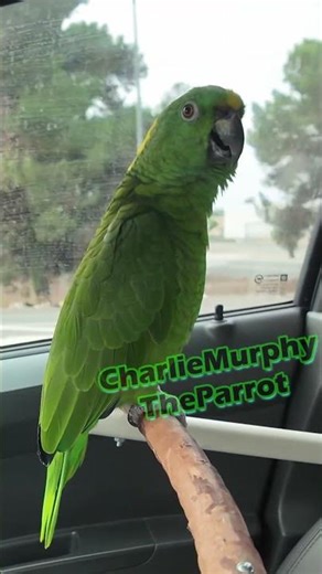 Parrot sings quick opera + hola woohoo! #parrot #parrottalking #talkingparrot