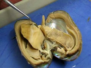 Clam (Mollusca) Dissection