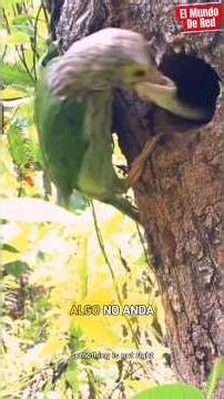 ¡Salió de la Nada! Serpiente caza a un ave que regresaba con sus polluelos