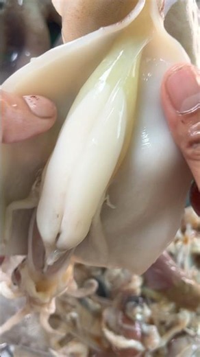 How to store Argentinian squid eggs. #octopus #food #seafood #satisfying #fishing