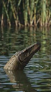 Epic Dinosaurs Documentary | The Prehistoric Giants of Earth