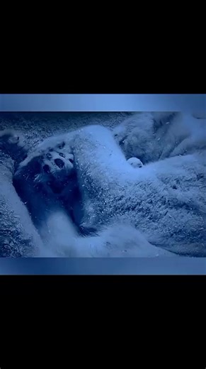 Explore Incredible Wildlife Moments on TikTok