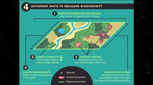 What Is Biodiversity, and Why Is It Important? | Britannica