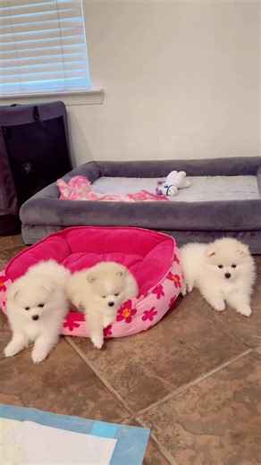 Angie (@angiemelendez6520)’s videos with Sweet Moments - Coffee Piano Relaxing