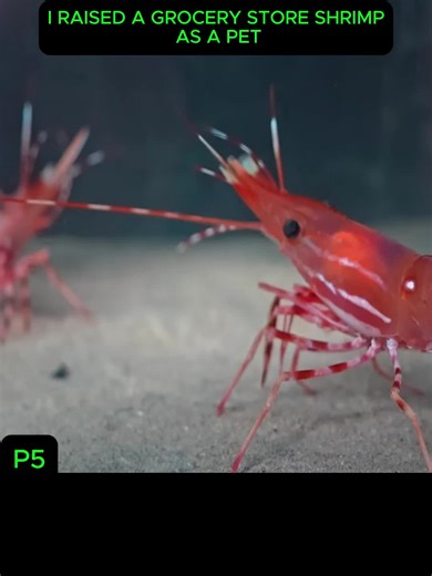 Creating a Thriving Aquarium Ecosystem for Pets