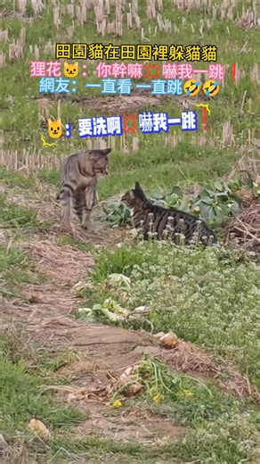 田園貓在田園裡躲貓貓💖 狸花🐱：你要洗啊💢嚇我一跳❗ 網友：嚇一跳後故作輕鬆的離開🤣 #cat #cute #funny #shorts #funnyshorts