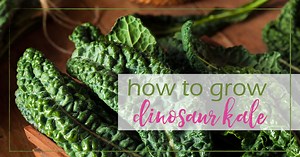 How to Grow Dinosaur Kale - Stephanie Moram