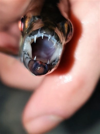 African Tiger Fish: A Unique and Dangerous Pet