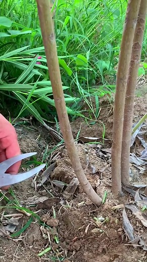 Oleander tree air layering #airlayering #propagated #propagateplants #foryou #fyp #airlayeringpropogation
