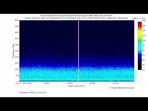 Fin Whale in Cascadia Basin