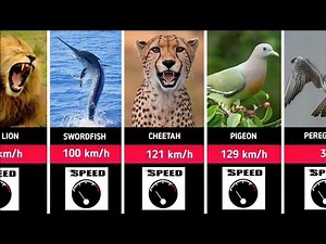 Fastest Animals In The World