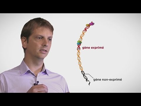 MOOC côté labo : La regrogrammation cellulaire : les principes