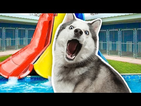 I Built a WATER PARK for a Homeless Husky!