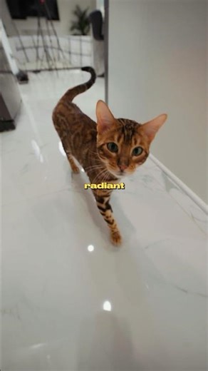 Reality of Adopting a Savannah Cat…