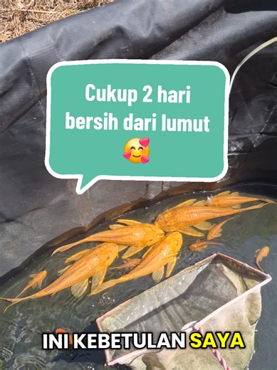 Ikan Pembersih Kolam dan Akuarium Bersih