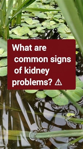 What are common signs of kidney problems? | Health Tricks & Tips English