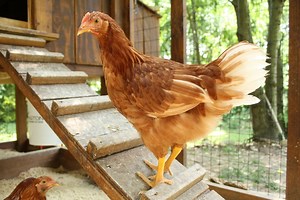 10 BEST Chicken Breeds for Beginners (2023 Guide) - The Gardening Dad