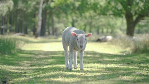 Sheep, Animal, Farmanimal