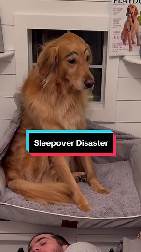 My Dog Shaved My Head and Eyebrows! Golden Retriever Sleepover Disaster
