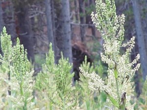 Bigfoot Captured on Camera in Colorado & Cascade Hiker Ran Off Mountain by Two Sasquatch Source Links: Two Grayish Brown Sasquatch Run Past Cascade Man in Colorado: https://rmsobigfoot.blogspot.com/2023/01/two-grayish-brown-sasquatch-run-past.html North America Sasquatch Footage: https://rmsobigfoot.blogspot.com/2022/12/north-america-sasquatch-footage-plus.html #bigfoot #sasqutch #Colorado #creature #camping #hiking #yeti #creature | Rocky Mountain Sasquatch Organization
