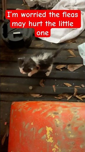 How to get rid of fleas on newborn kittens
