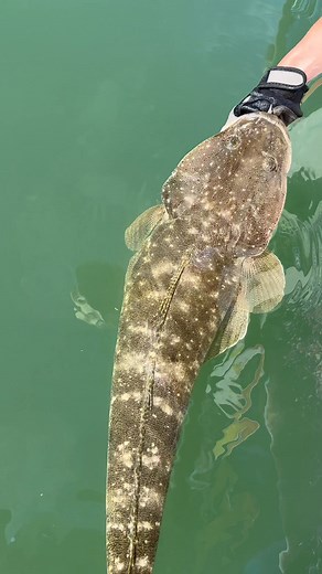 Hope you released it! #portstephensestuarycharters #fishportstephens #aussiefishing #NOW #fishinguide #viral #trending #portstephens #duskyflathead #flatheadfishingaustralia #nelsonbaynsw #PortStephensNSW #fyp #fblifestyle #catchandrelese #derrrrrrrrrrr | Fish Port Stephens Estuary Charters