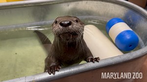 OTTER PUPDATE: It's pool season 😎 and the rescued river otter pup we're caring for at the Zoo hospital now has access to her pool 24/7! After outgrowing the baby pool, we moved the pup to a deeper tub before finally settling her in a larger space with an in-ground pool. She is now consistently swimming on her back, scavenging for food underwater, and interacting with enrichment in the water. | The Maryland Zoo in Baltimore