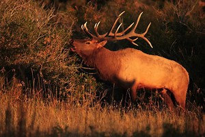 2.9K views · 179 reactions | Hundreds of elk call this 8,582± acre...
