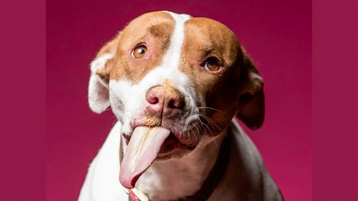 379K views · 7.4K reactions | This says just as much about a dog's love of treats as it does about the size of their hearts! | BarkBox | Facebook