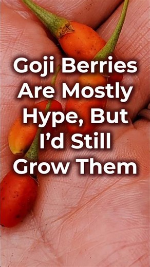 Fresh goji berries are spicy and bitter, but are they a superfood? #fruit #garden #driedfruits