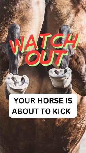 Your Horse Is About to Kick? Read the signs or get kicked! #horsebehavior #horseshorts #shorts