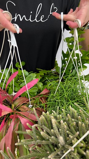 Los Rhipsalis, además de ser fascinantes, son unos maestros en purificar el aire. Son plantas ideales para los amantes de la naturaleza. Con su apariencia única y colgante, son perfectos para macetas que cuelguen. Adoran la luz indirecta o incluso un toque suave de sol.🌞 Y para su cuidado, simplemente riégalos cuando el sustrato esté completamente seco.💧 ¡Así de sencillo y fácil es disfrutar de ellos! Corre a por tu rhipsalis en nuestra pagina web‼️📦🌿 #rhipsalis #plants #plantas #josgallplan