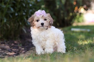 Dove - Havapoo Puppy BBCE87